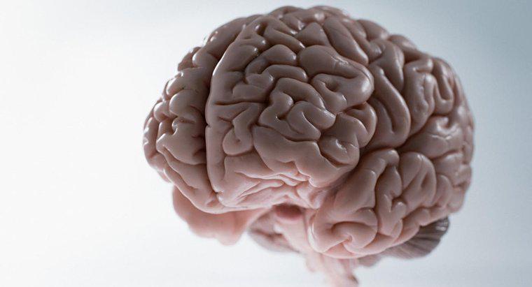 İnsan Beyninin Ortalama Ağırlığı Nedir?