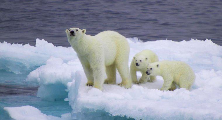 Kutup ayısının ekolojik nişi nedir?