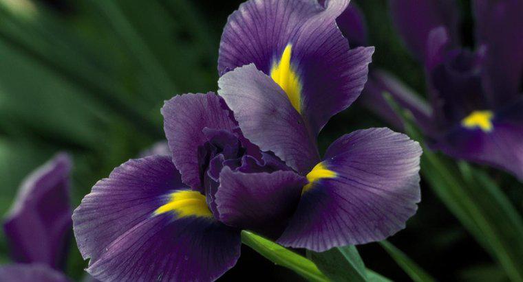 Iris çiçek ne zaman çiçek açar?
