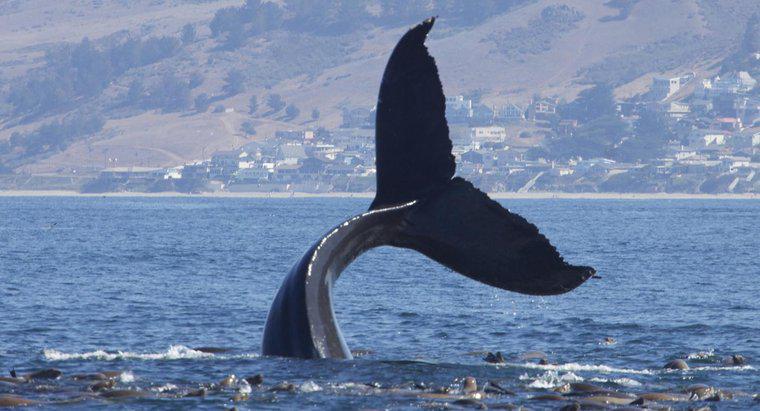 Bir grup balina ne denir?