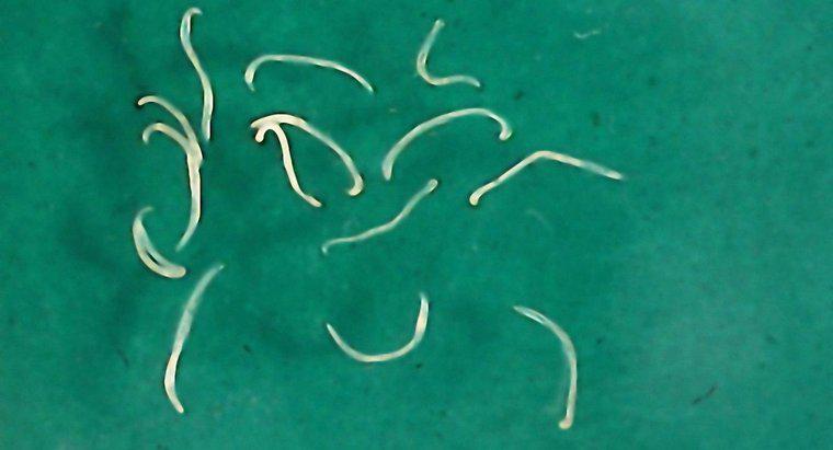 Tapeworms Nasıl Çoğalır?