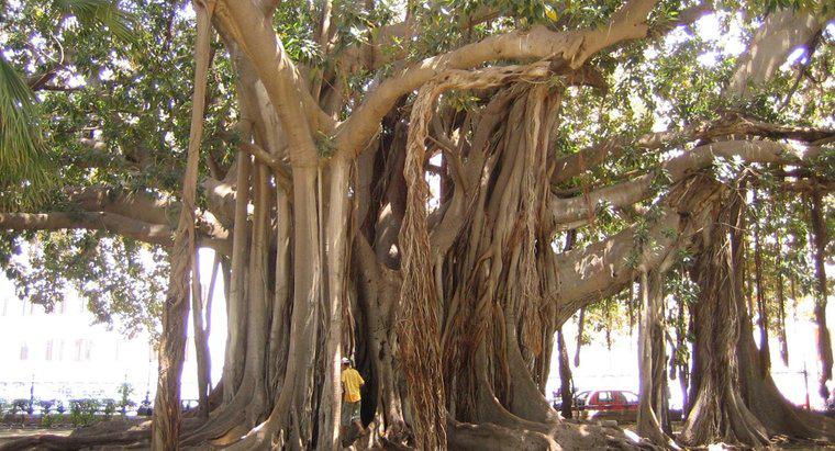Ficus Ağaçları Zehirli midir?