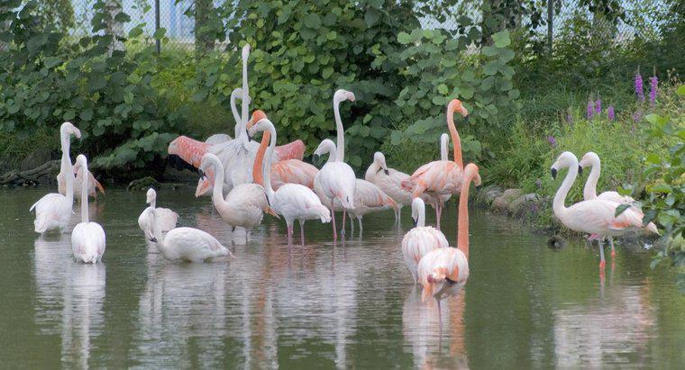 Flamingolar Tehlike Altında mı?