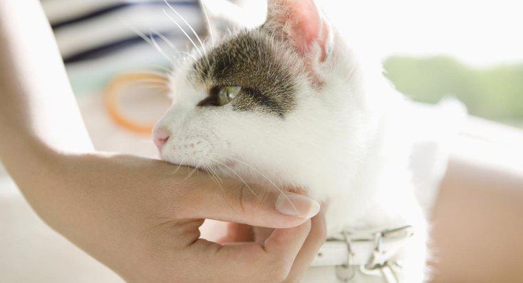 Kediler Strep Boğazını Taşıyabilir mi?