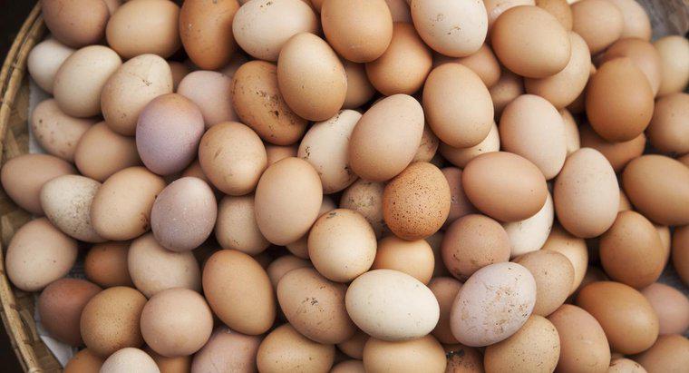 Yumurtalar Süt veya Kümes hayvanları mıdır?