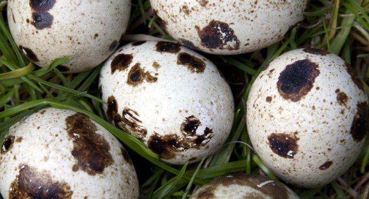 Bir bıldırcın yumurtası kaç yumurta mı?