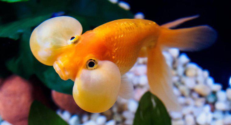 Goldfish Neden Bir Tankın Altına Oturuyor?