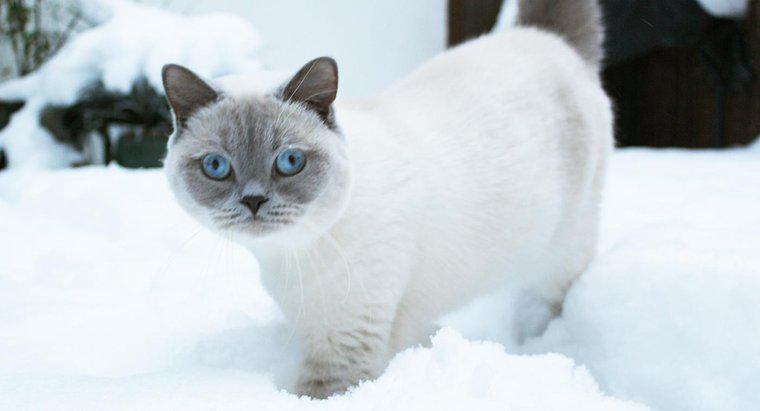 Kediler Kışın Daha Kalın Bir Ceket Alır mı?