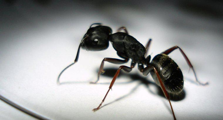 Siyah Karıncalar İnsanları Isırır mı?