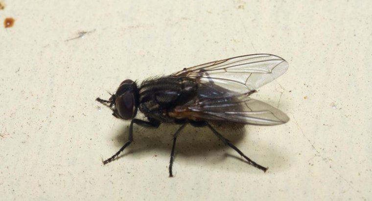 Bir ev sinek istilası nedenleri nelerdir?