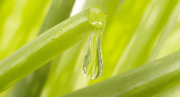 Aloe Vera Suyunun Sağlığa Faydaları Nelerdir?