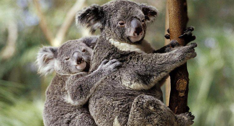 Besin zincirinde Koalas nerede?