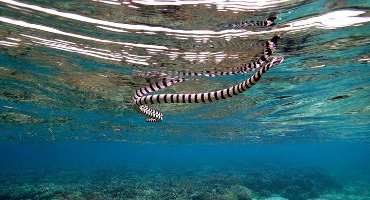 Bir deniz yılanı ne tür bir avcıya sahip?