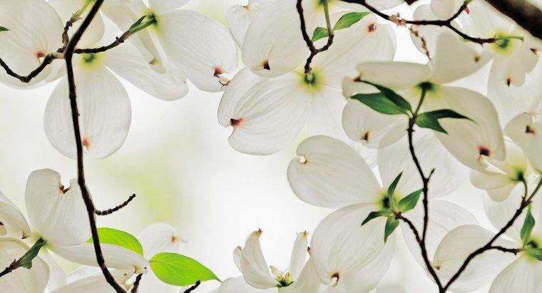 Dogwood Blossoms'un Sembolizmi Nedir?