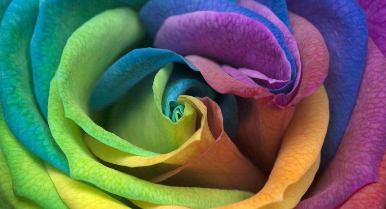 Rainbow Rose Nasıl Yapılır?