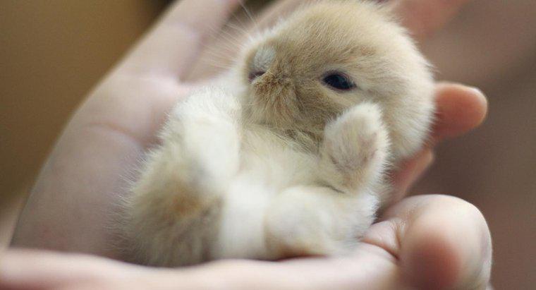 Bebek Tavşanı Beslemek İçin Eğitimli Olmanız Gerekiyor mu?