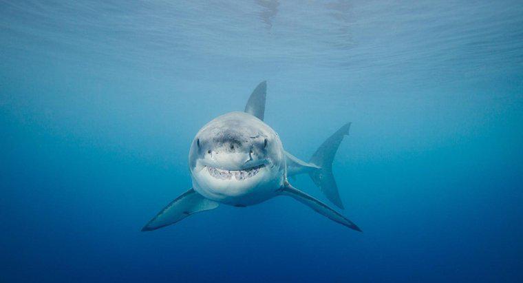Büyük Beyaz Köpekbalığı Avcıları Nasıl Katar?