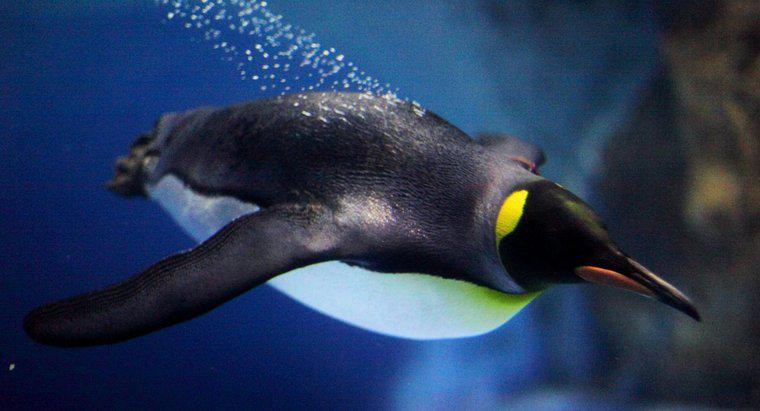 Penguenler Ne Kadar Hızlı Yüzebilir?