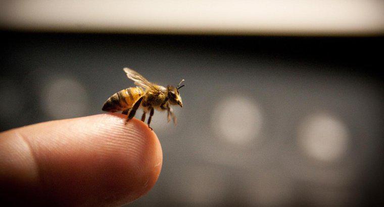 Bir arı sokmasından şişmeyi durdurmak için etkili bir tedavi nedir?