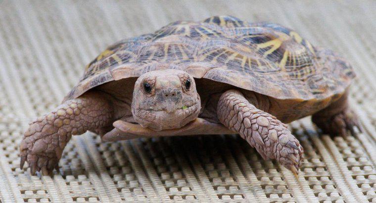 Bir Kaplumbağa ve Kaplumbağa Arasındaki Fark Nedir?