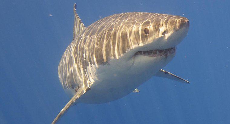 Büyük Beyaz Köpekbalığı Davranış Uyarlamaları Nelerdir?