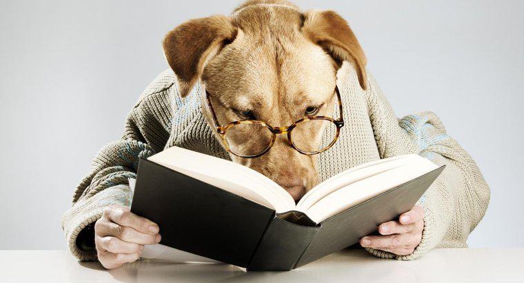 Bazı edebi köpek isimleri nelerdir?