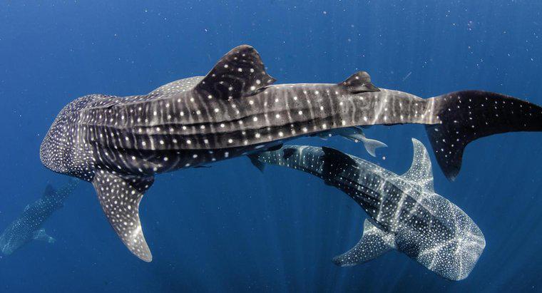 Balina Köpekbalığı Kendini Nasıl Korur?