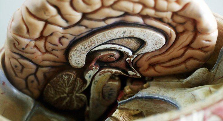 Beynin En Büyük Parçası Nedir?