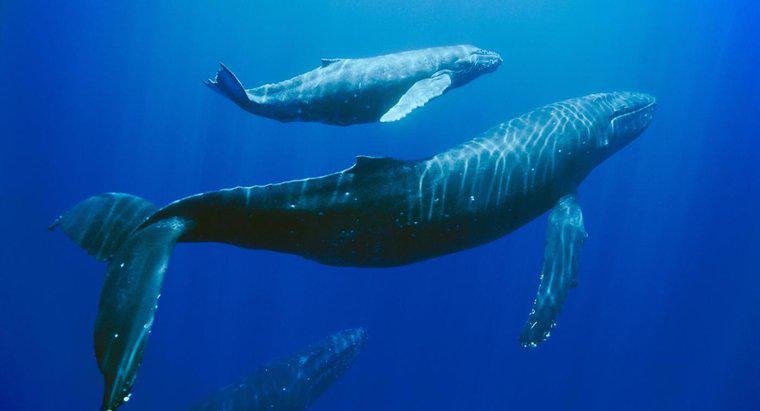 Kambur Balinaları Kurtarmak İçin Ne Yapılır?