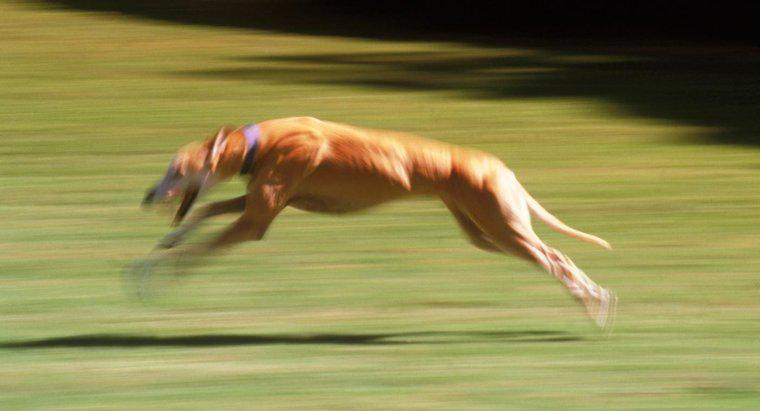 En Hızlı Köpek Nedir?