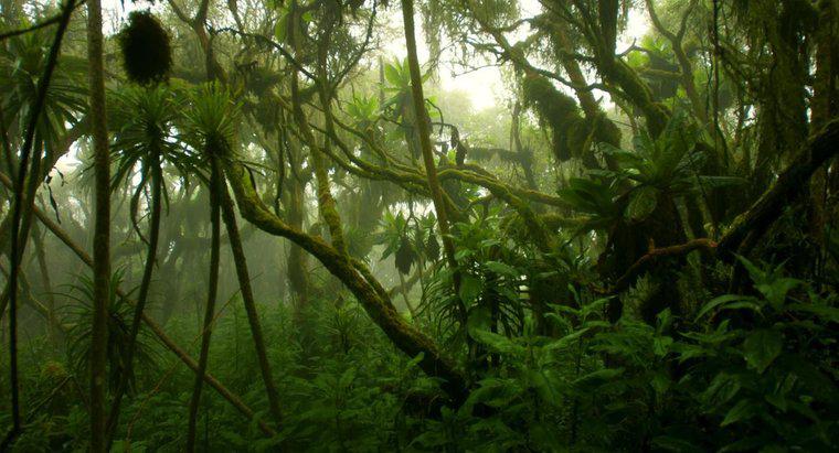 Kongo Yağmur Ormanı'nın İklimi Nasıldır?
