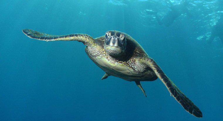 Yeşil Deniz Kaplumbağaları Ne Yiyor?