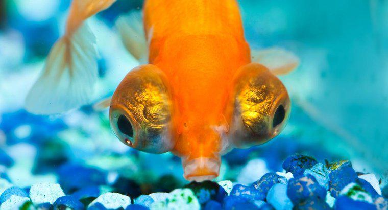 Büyük Gözlü Japon Balığı Nedir?