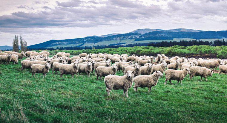 Bir Grup Koyun Denilen Nedir?