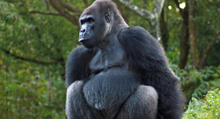 Goriller kendilerini nasıl koruyor?