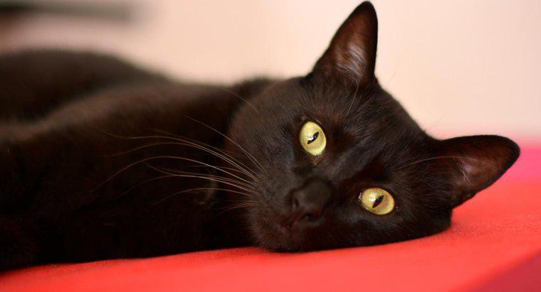 Neden insanlar kara kedilerden şüpheleniyorlar?