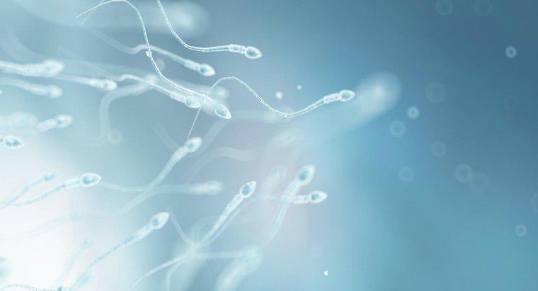 Sperm Hücresi İşlevine Nasıl Uyarlanır?