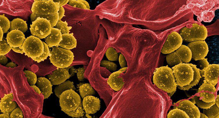Dört Yol Bakteriler İnsanlara Yararlı Olabilir