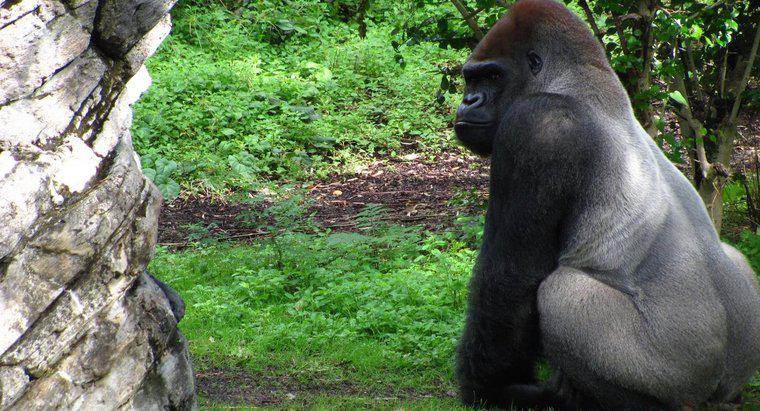 Silverback Gorilleri Ne Yiyor?