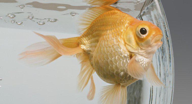 Goldfish ile Hangi Balıklar Uyumludur?