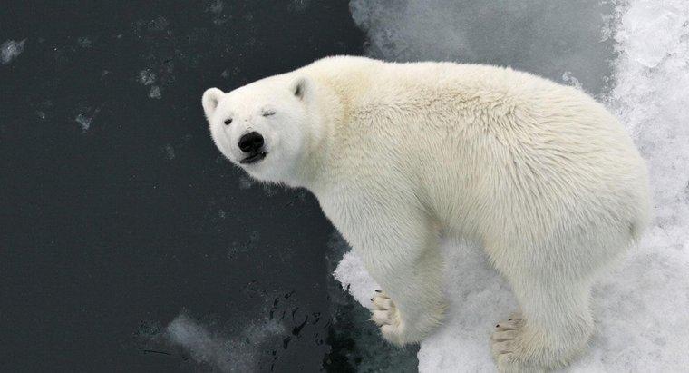 Neden kutup ayıları beyaz kürkü var?