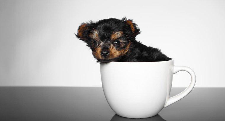 Bir Teacup Yorkie Puppy Ortalama Fiyatı Nedir?