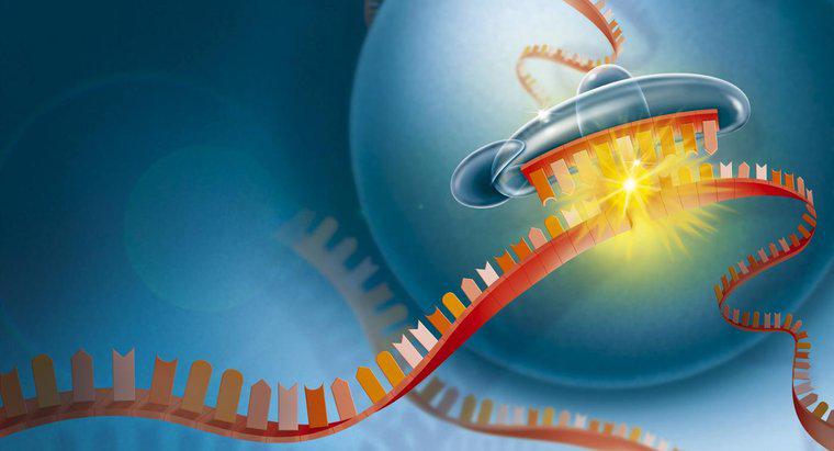 RNA, Hücre İçin Neden Önemli?