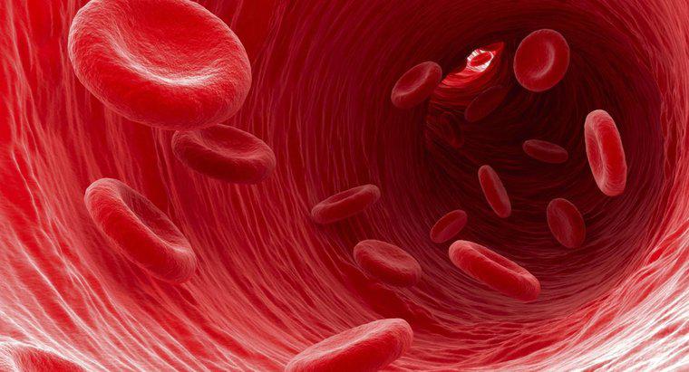 Hangi Tip Kan Hücreleri Hücrelerden Uzakta Atık Taşıyor?