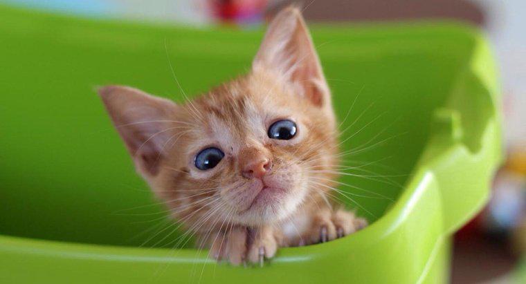 Yavru kedi ishal için bazı ev ilaçları nelerdir?