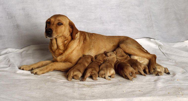 Bir Köpeğin Doğurması Ne Kadar Sürer?