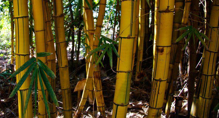 Bambu Sapları Neden Sararır?