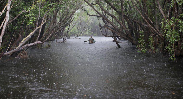 Amazon Yağmur Ormanı'nın Yıllık Yağmuru Nedir?
