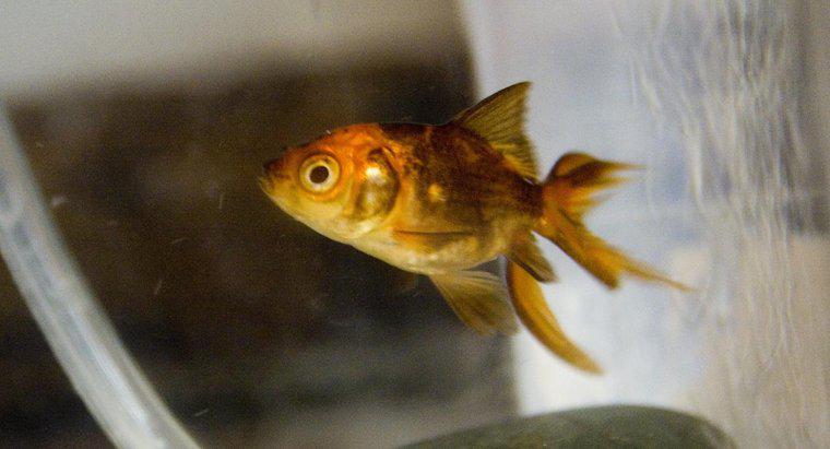 Goldfish Hangi Yaşta Siyahtan Altına Renk Değiştiriyor?
