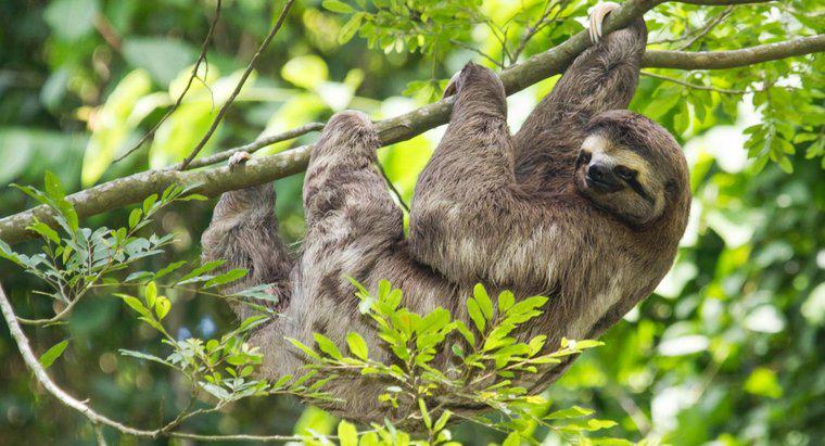 Sloths Neden Tehlike Altında?